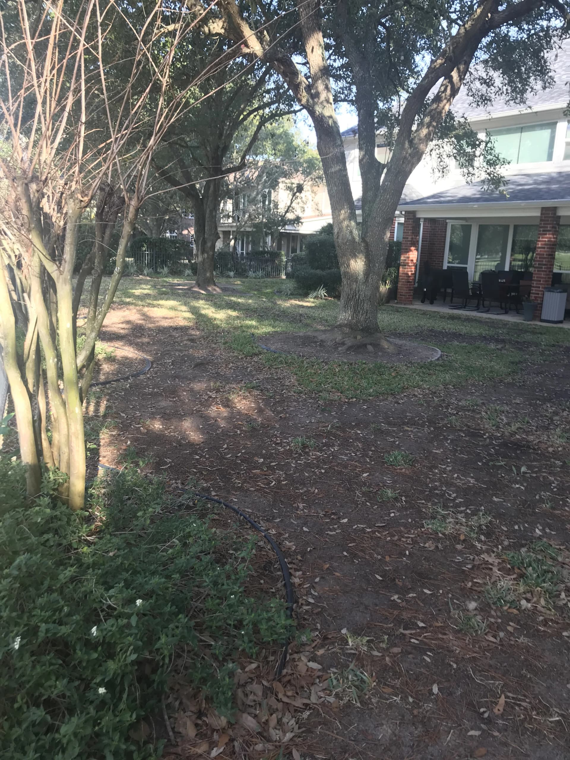 Lawn before renovation