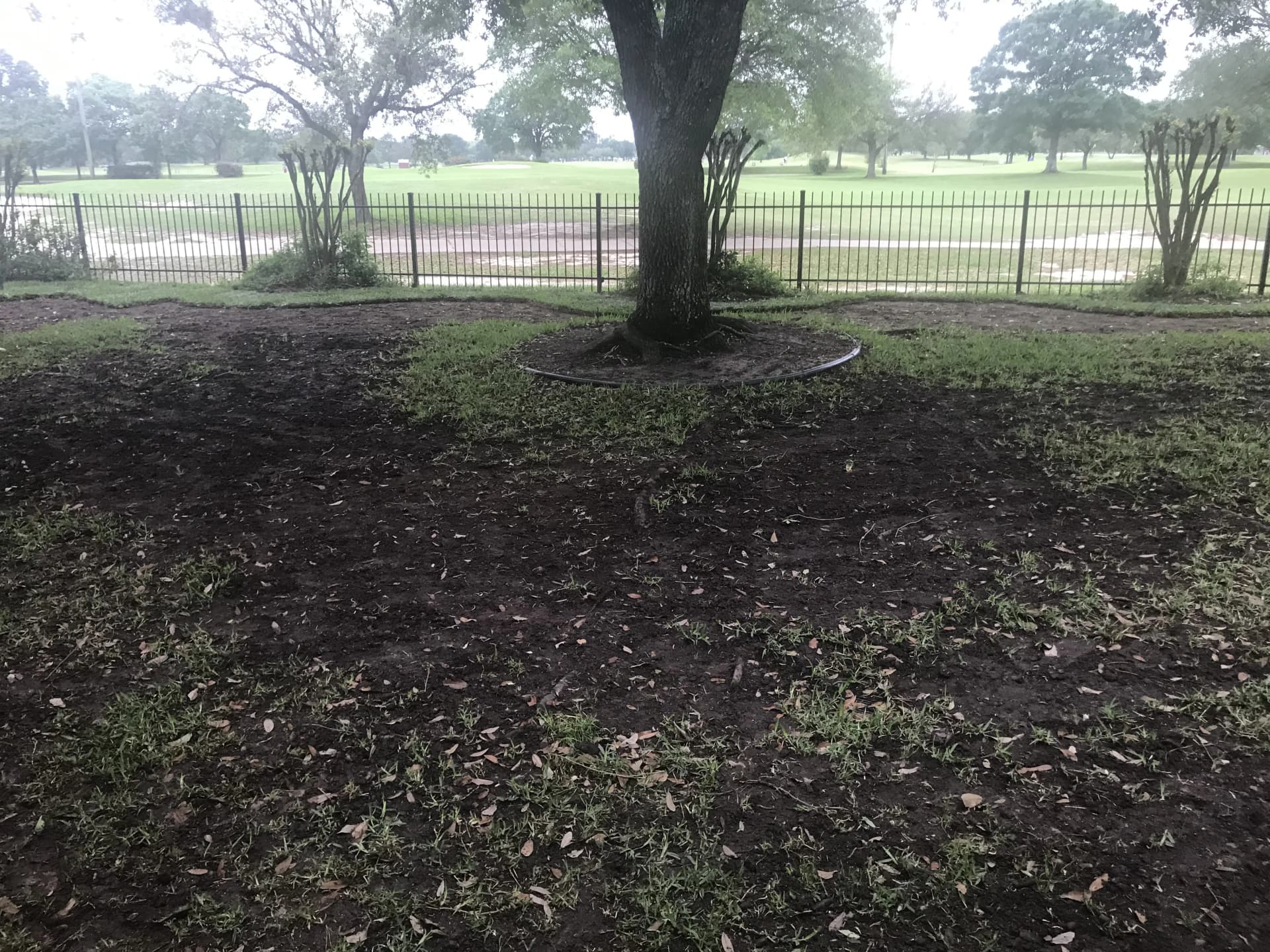 Lawn renovation project