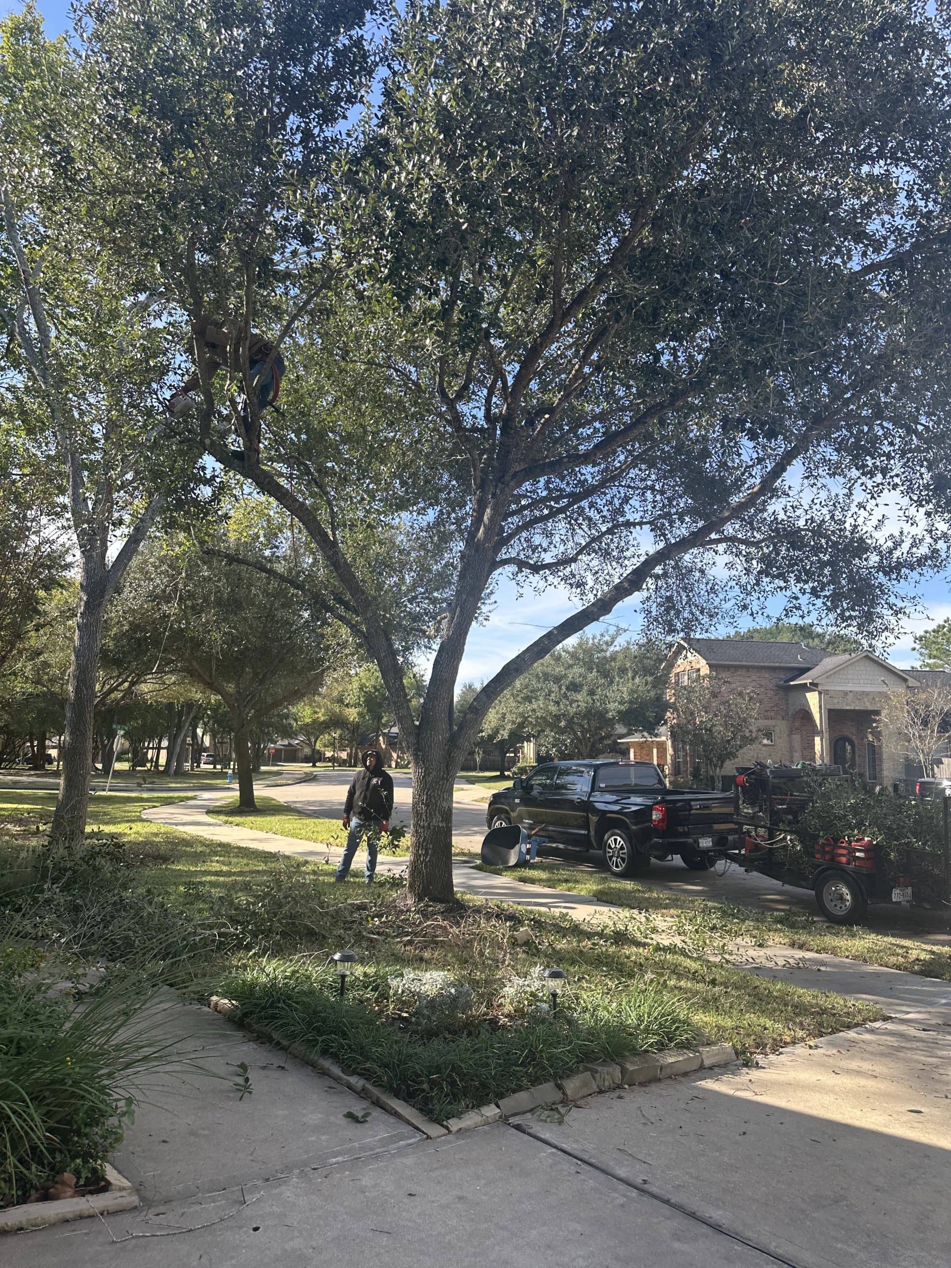 Professional lawn care in Katy TX