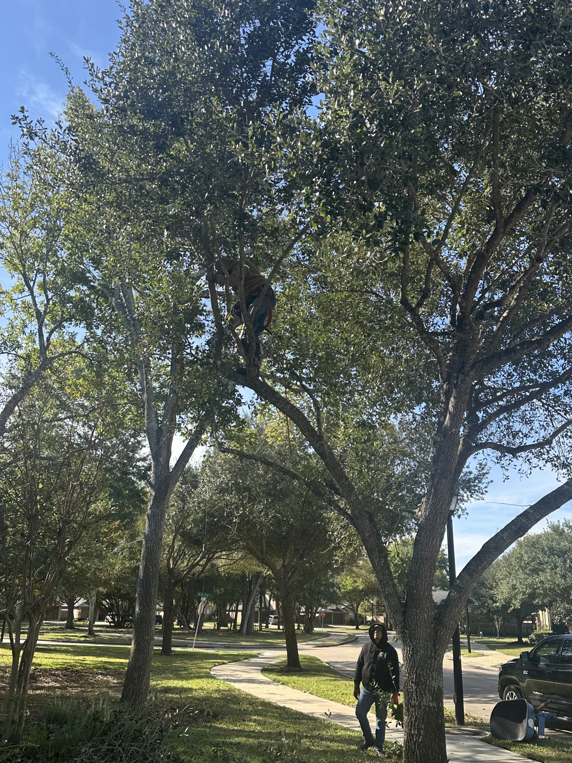 Garden maintenance in Fulshear