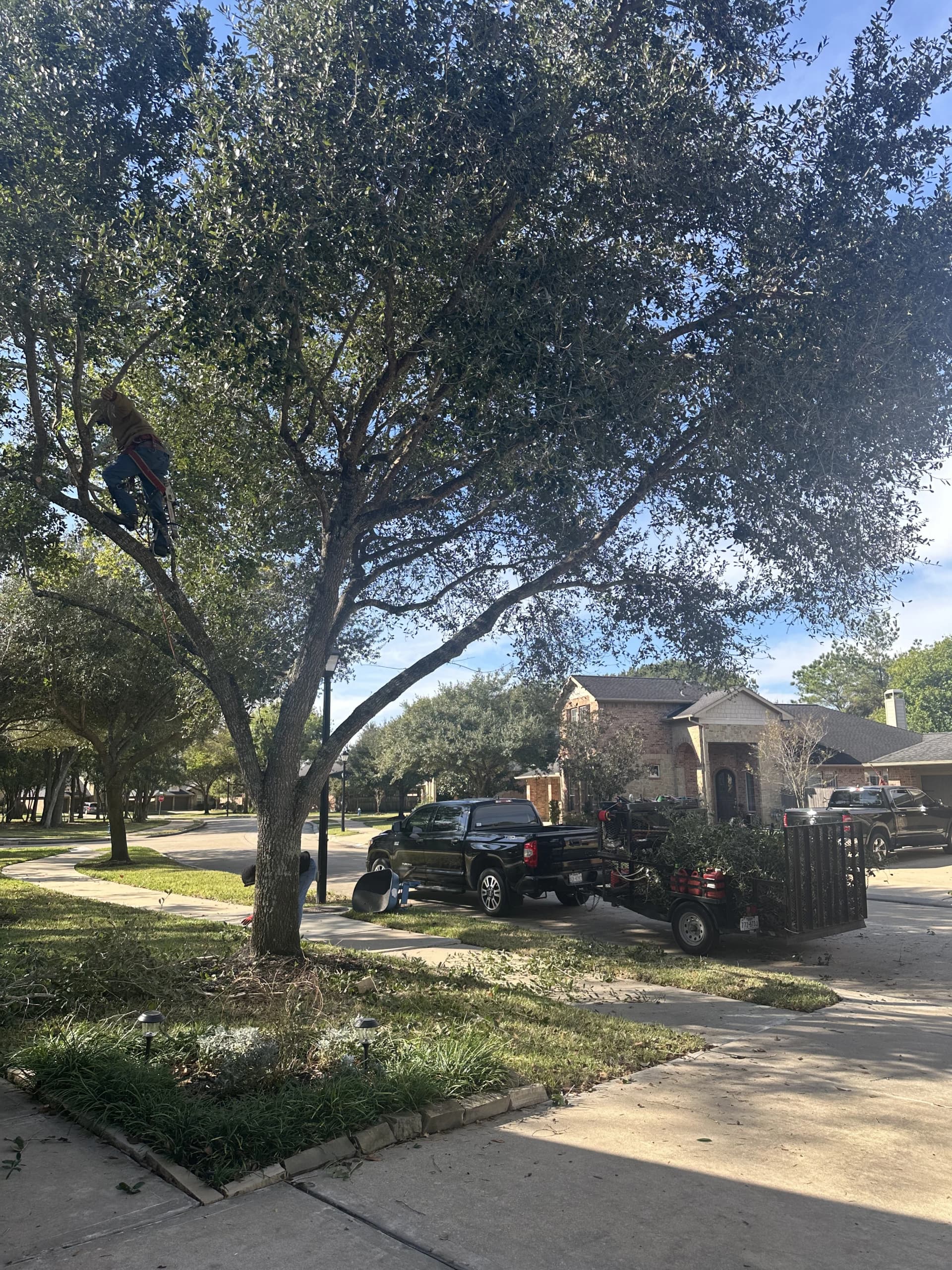 Tree trimming service