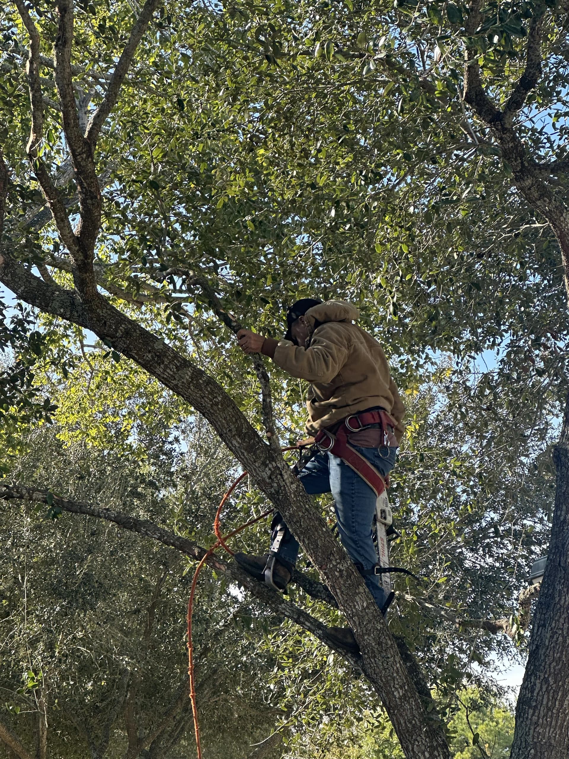 Tree trimming work