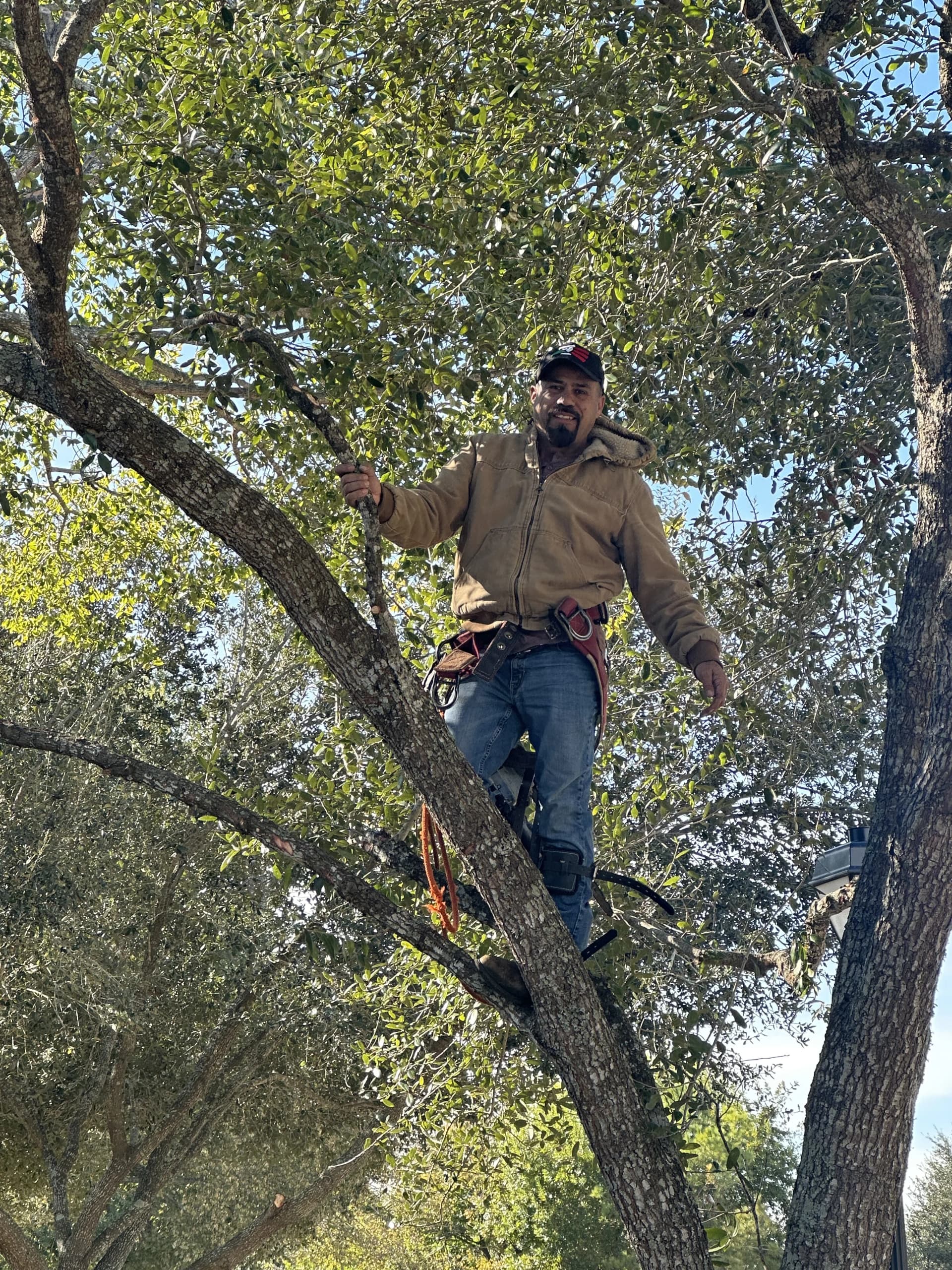 Tree trimming service