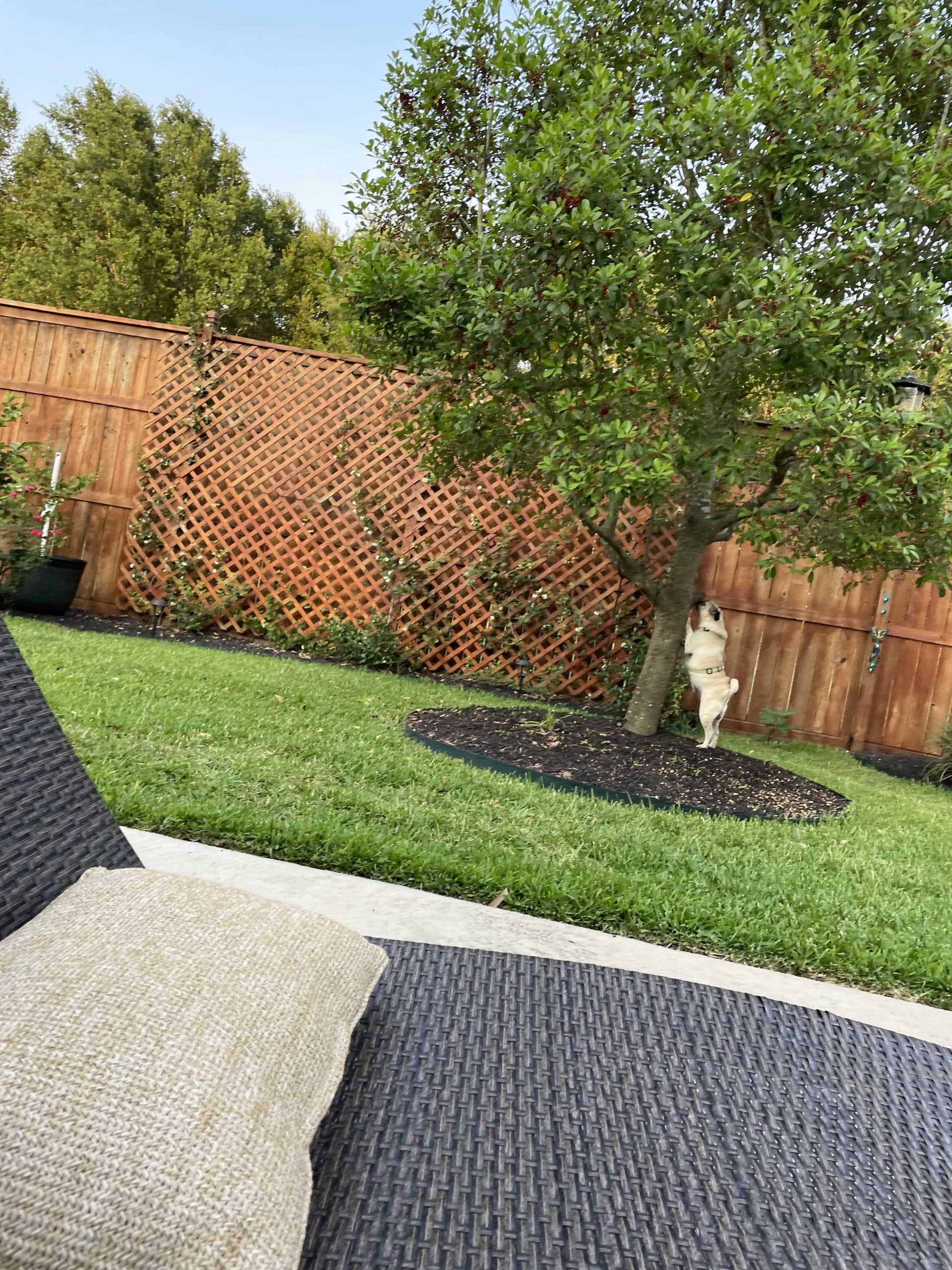 Lawn renovation project